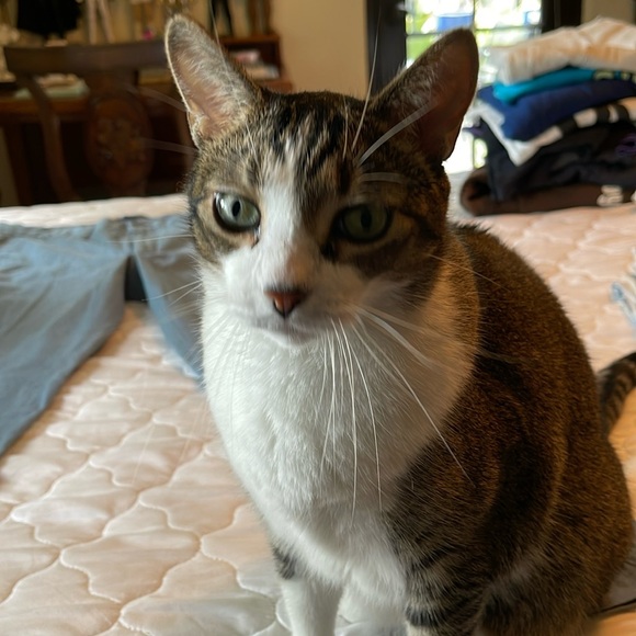 Banana Republic Aiden chino - Picture 3 of 4